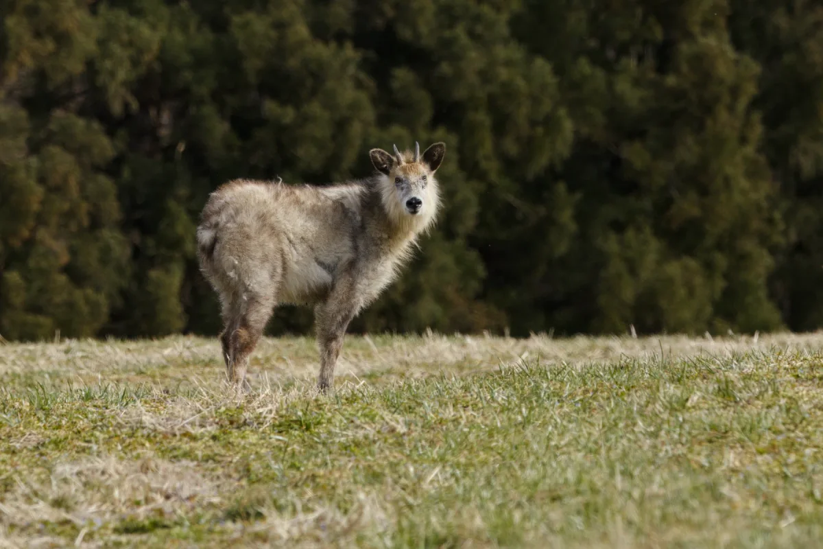 Japanese Serow