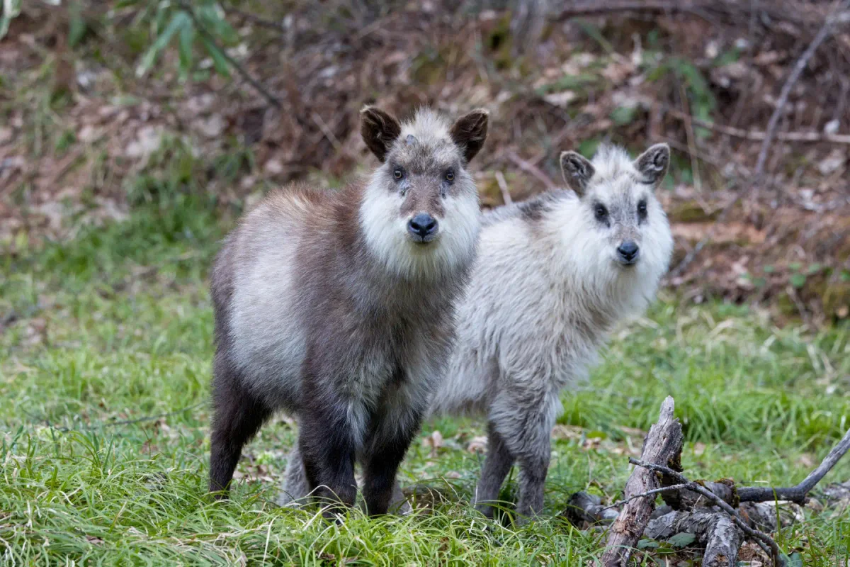 Photo by hawk111 on iStock Japanese Serow in the wild