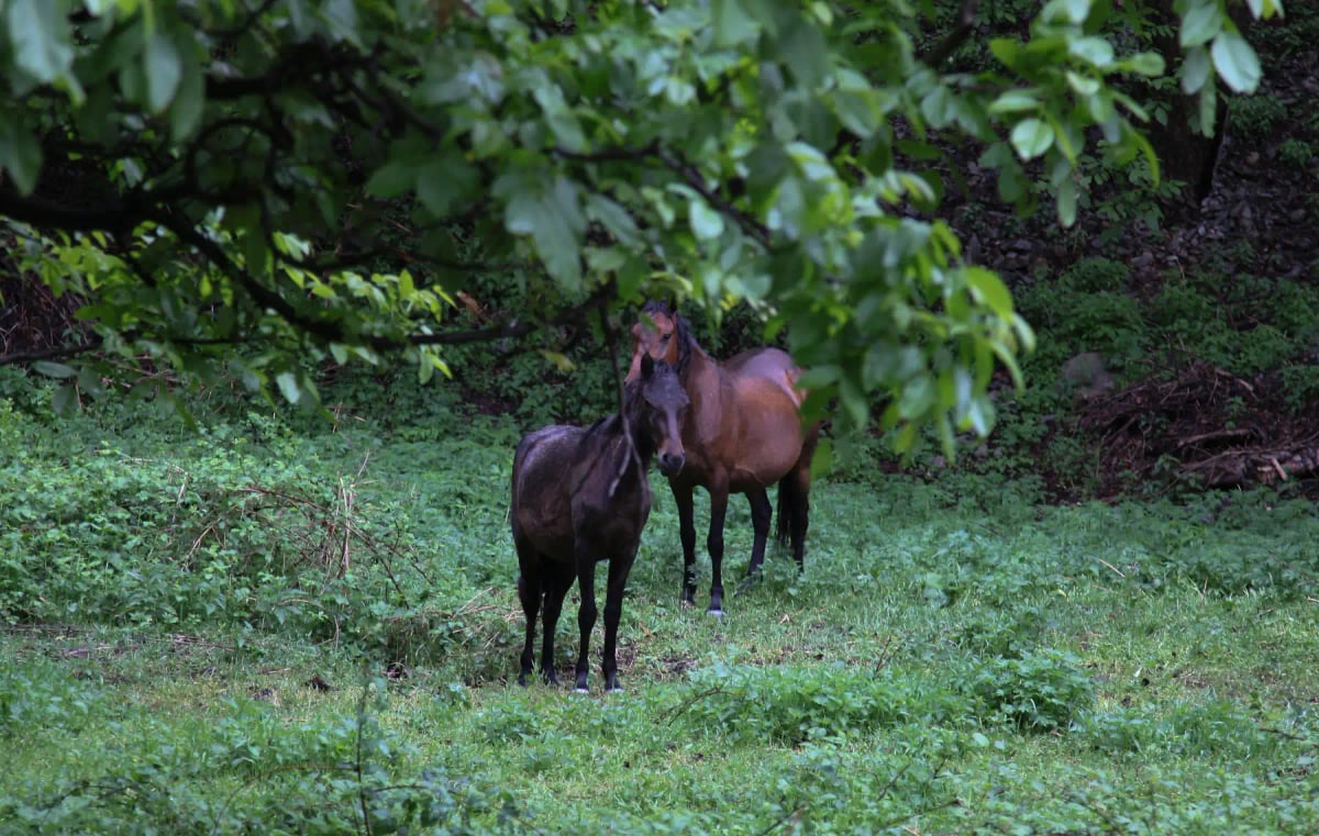 Karabakh Horse