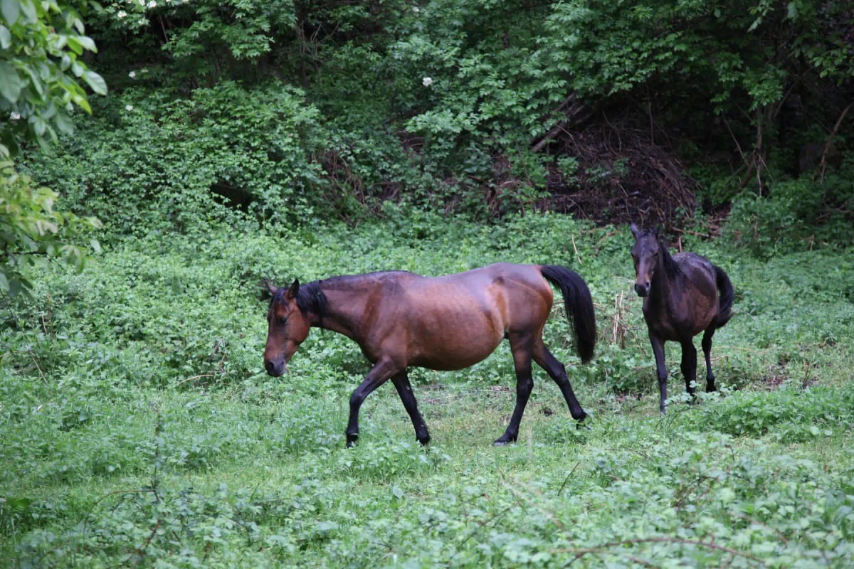 Photo by akoppo on iStock Karabakh Horse in the wild