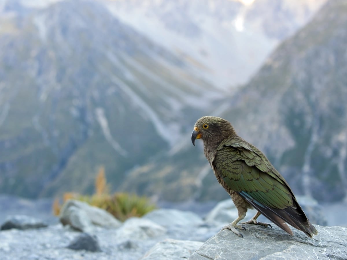 Photo by apinunrin on iStock Kea in the wild