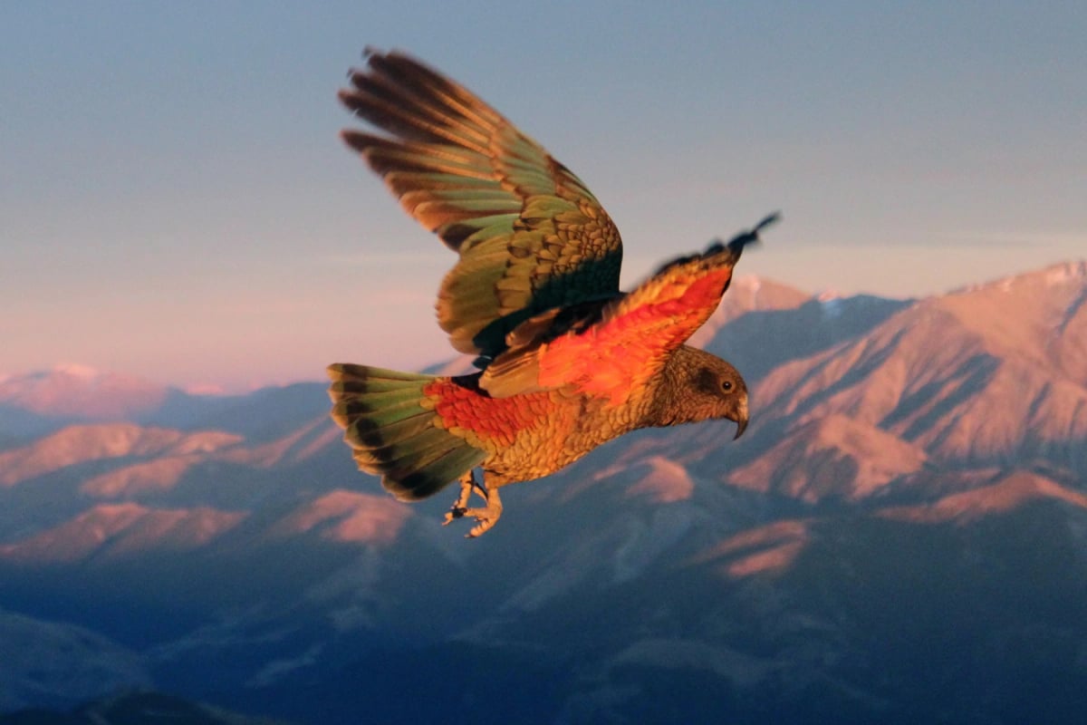 Kea in the wild