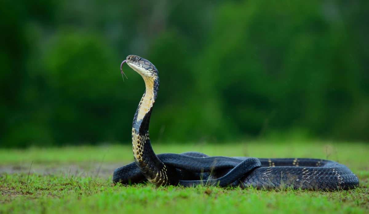 Photo by Prasanthdas D S on iStock King Cobra in the wild