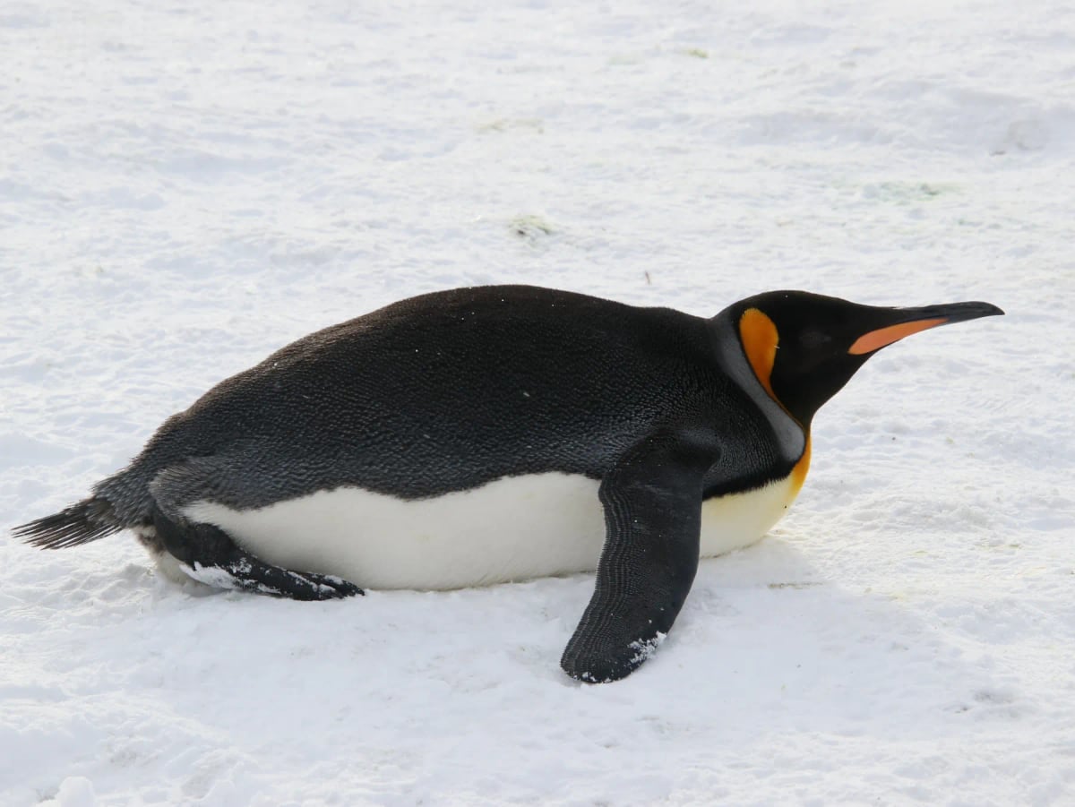 Photo by Ehud Kauf on iStock King Penguin in the wild