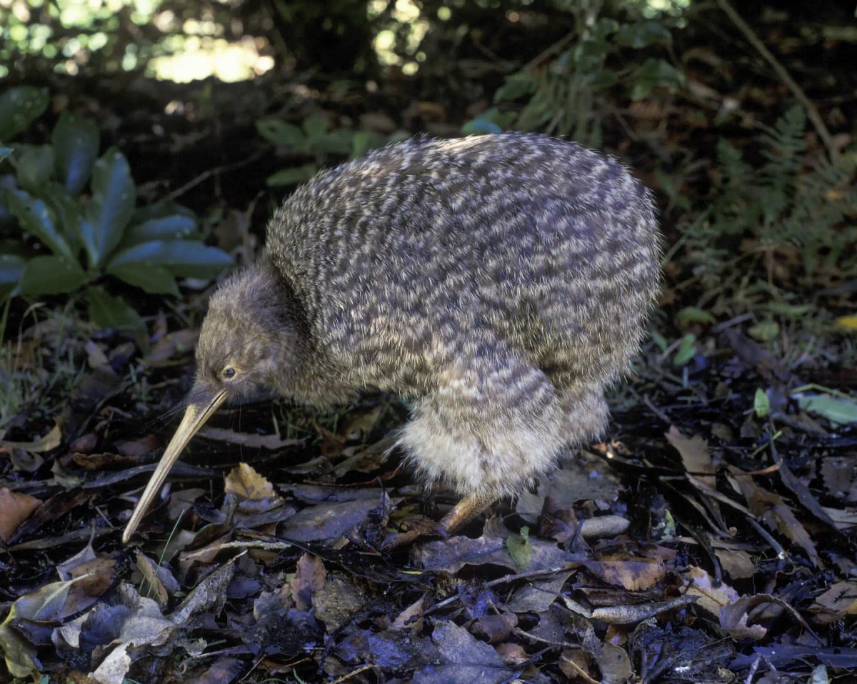 Photo by JohnCarnemolla on iStock Kiwi in the wild