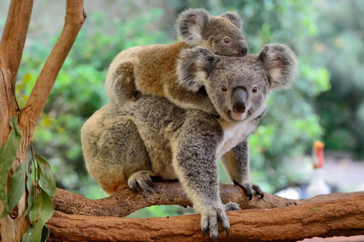 Photo by AlizadaStudios on iStock Koala in the wild