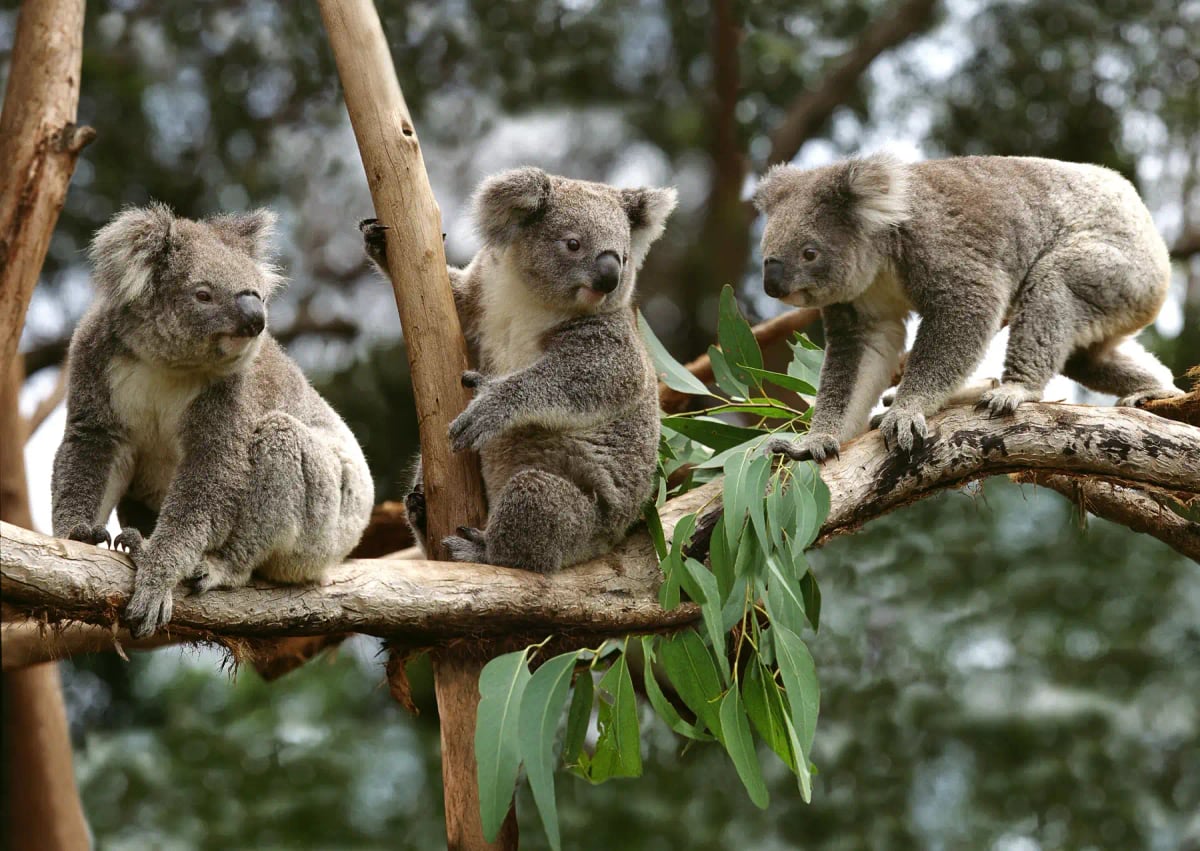 Koala in the wild