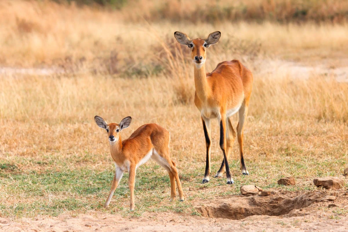 Photo by DarthArt on iStock Kob in the wild