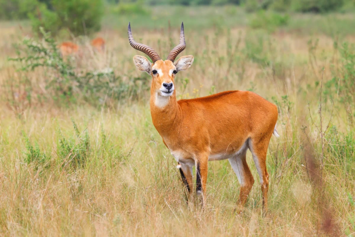 Kob in the wild