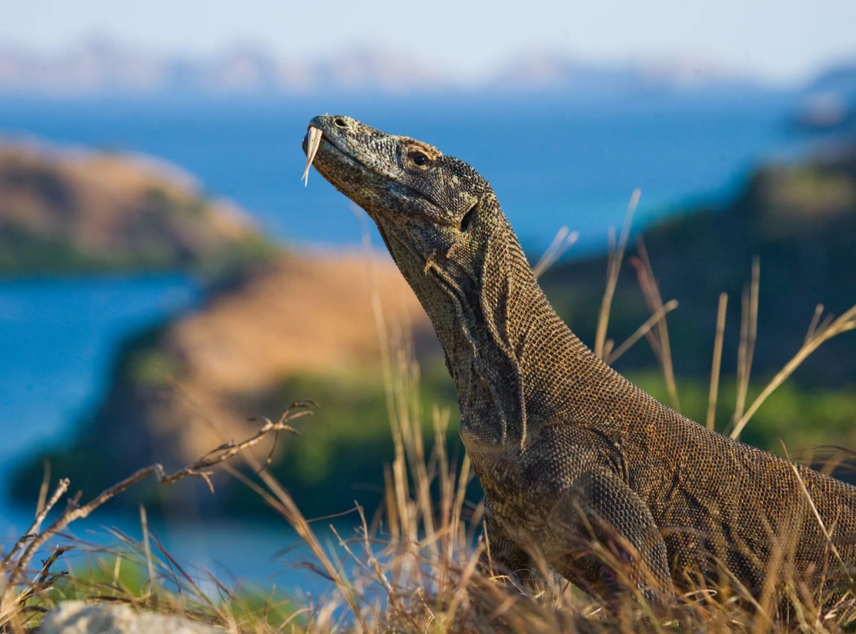 Photo by ANDREYGUDKOV on iStock Komodo Dragon in the wild