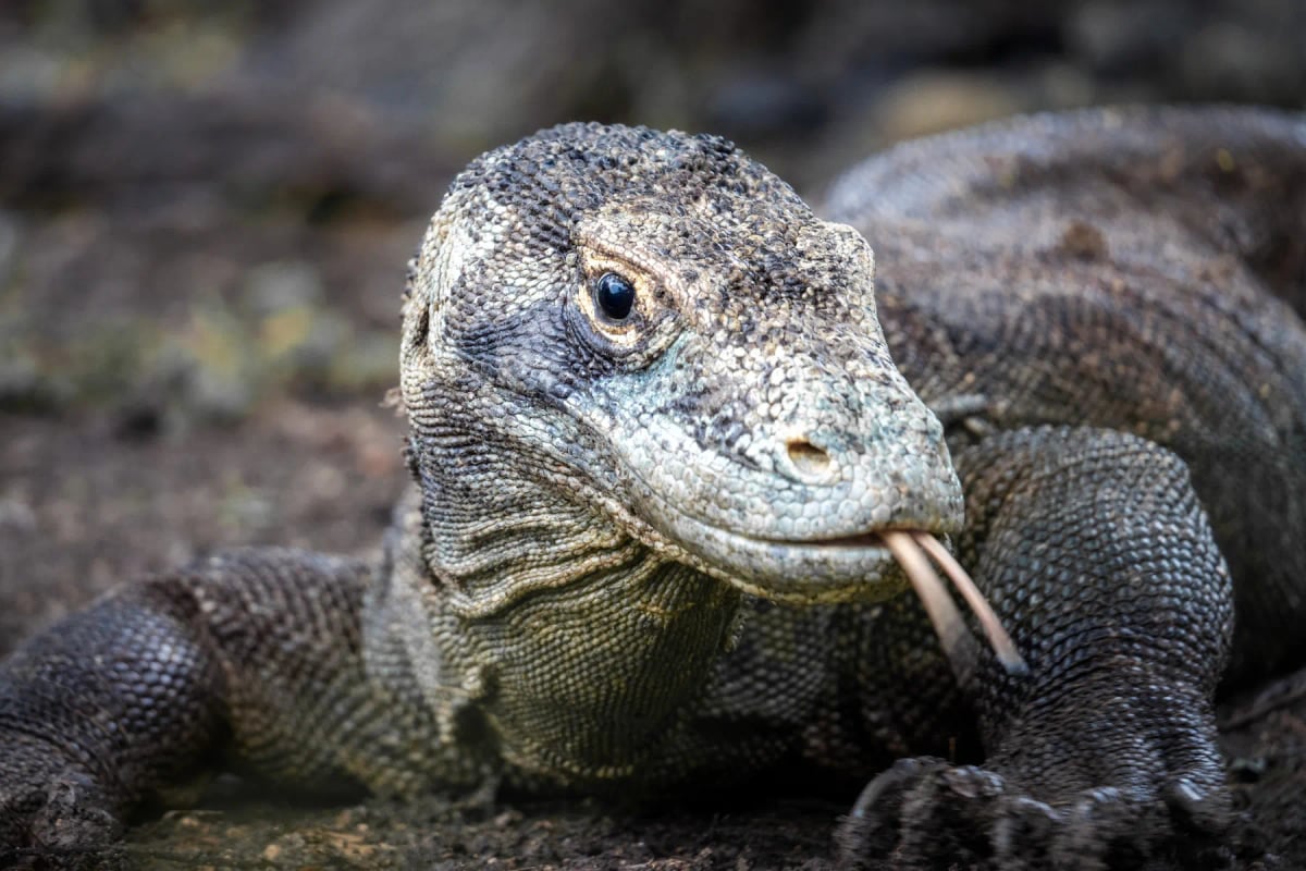 Komodo Dragon in the wild