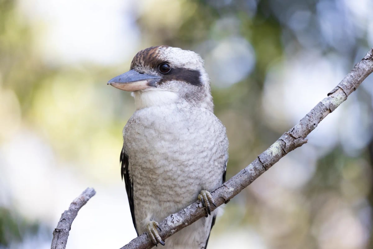 Kookaburra
