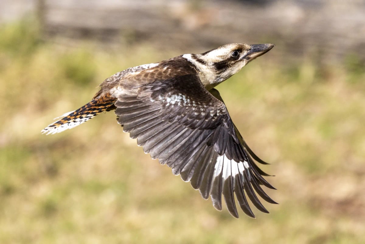 Photo by Ken Griffiths on iStock Kookaburra in the wild