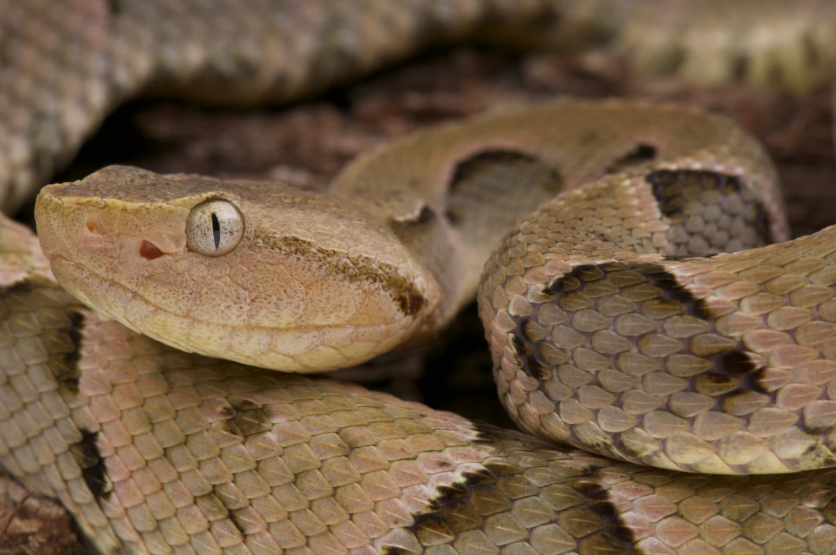 Photo by eptiles4all on iStock Lancehead in the wild