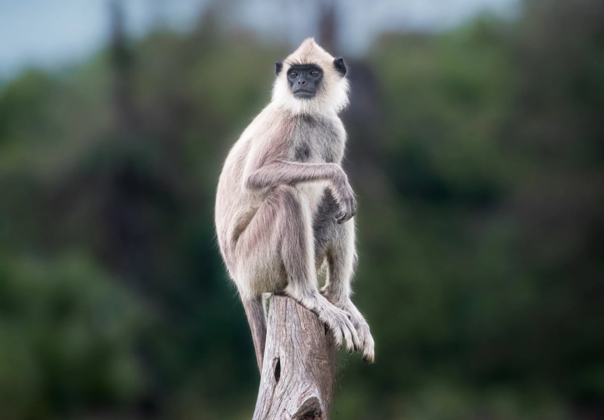 Langur