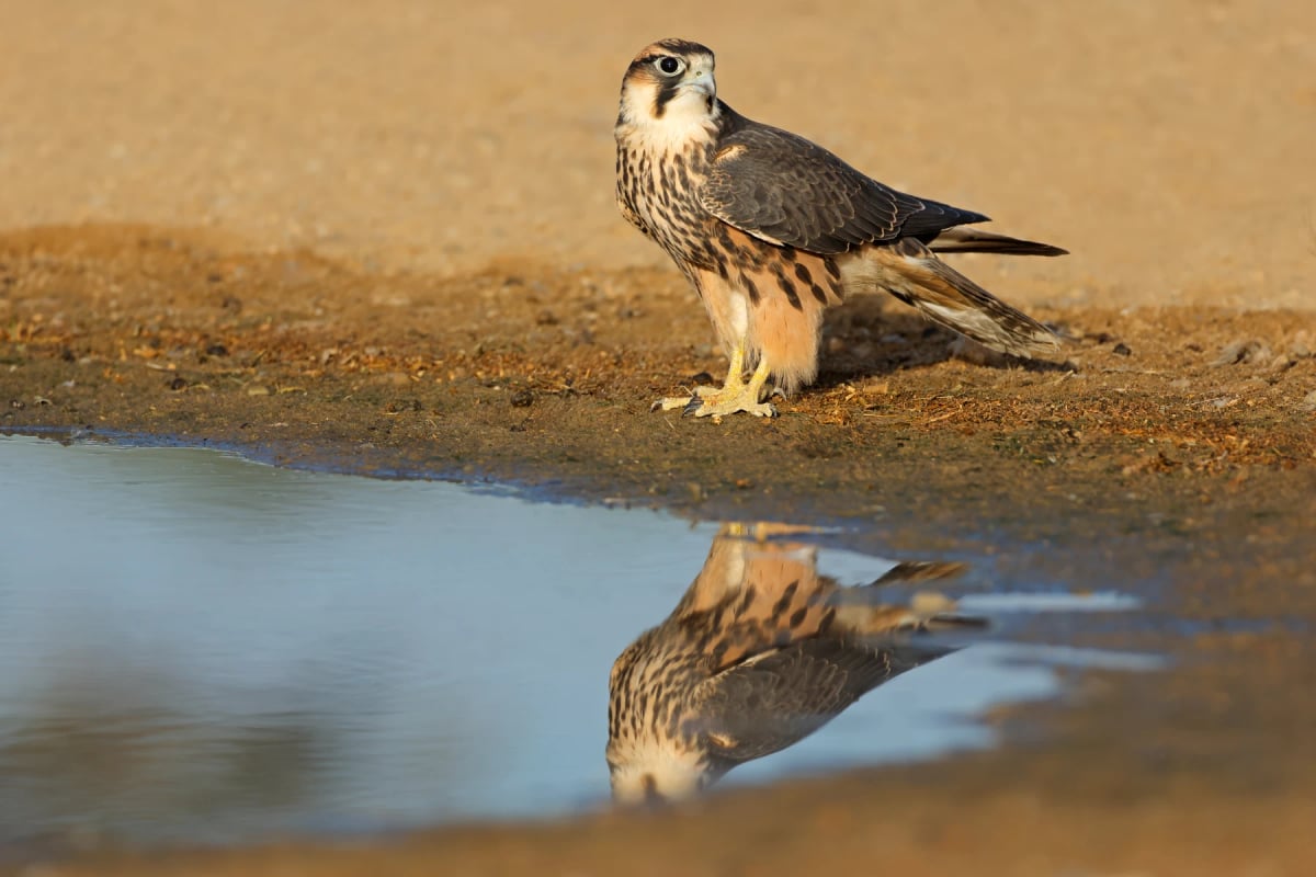 Photo by EcoPic on iStock Lanner Falcon in the wild