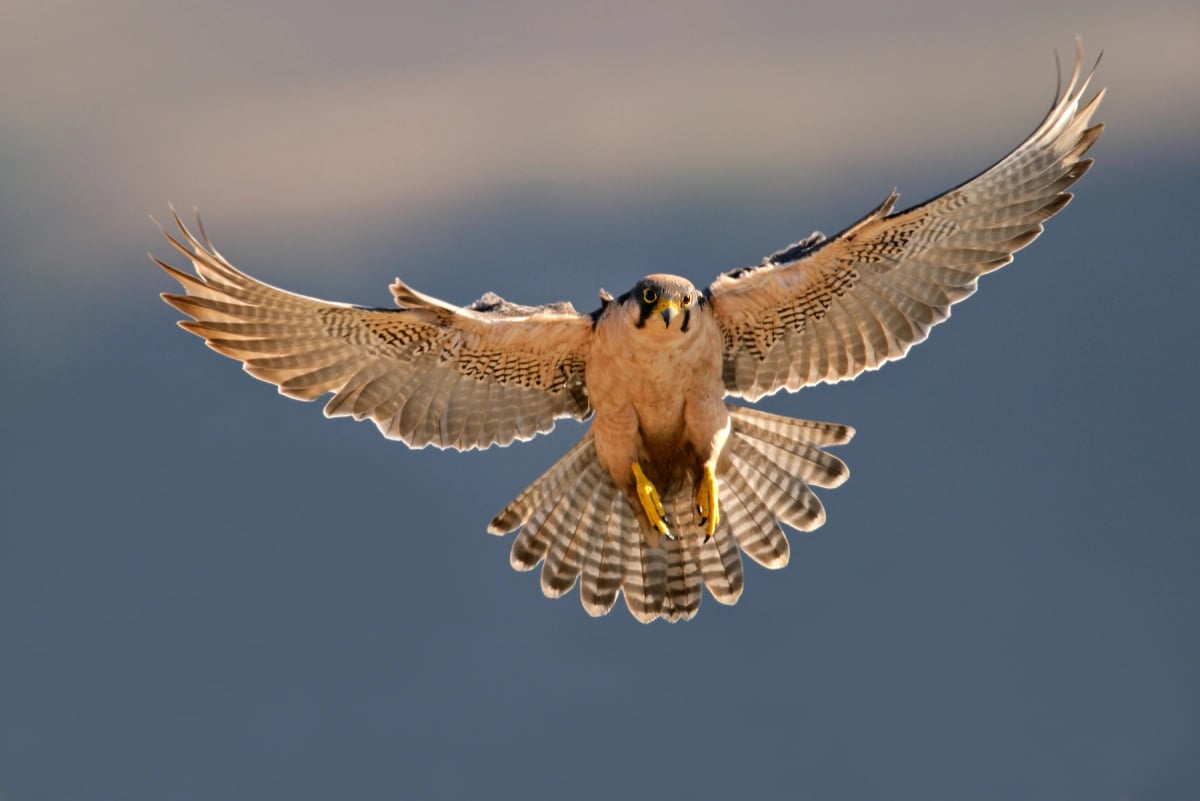 Lanner Falcon in the wild