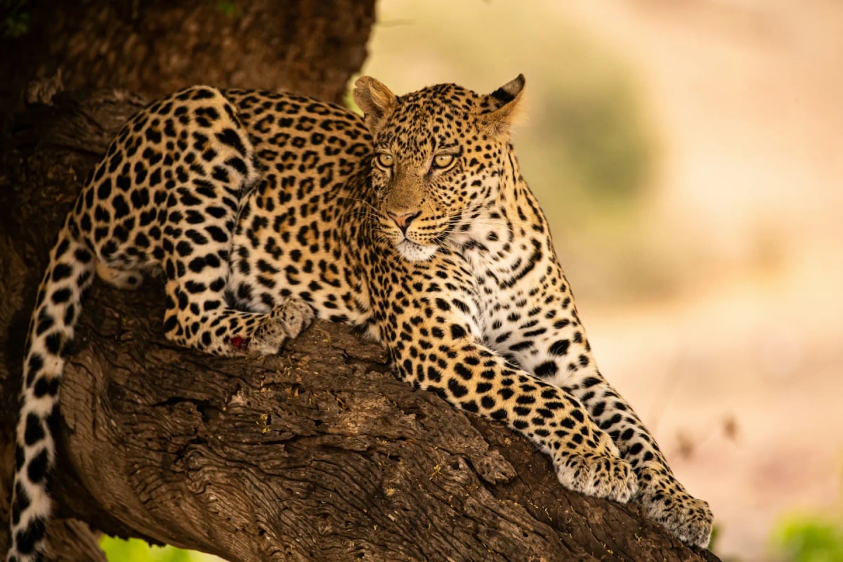 Photo by Birger Strahl on Unsplash Leopard in the wild