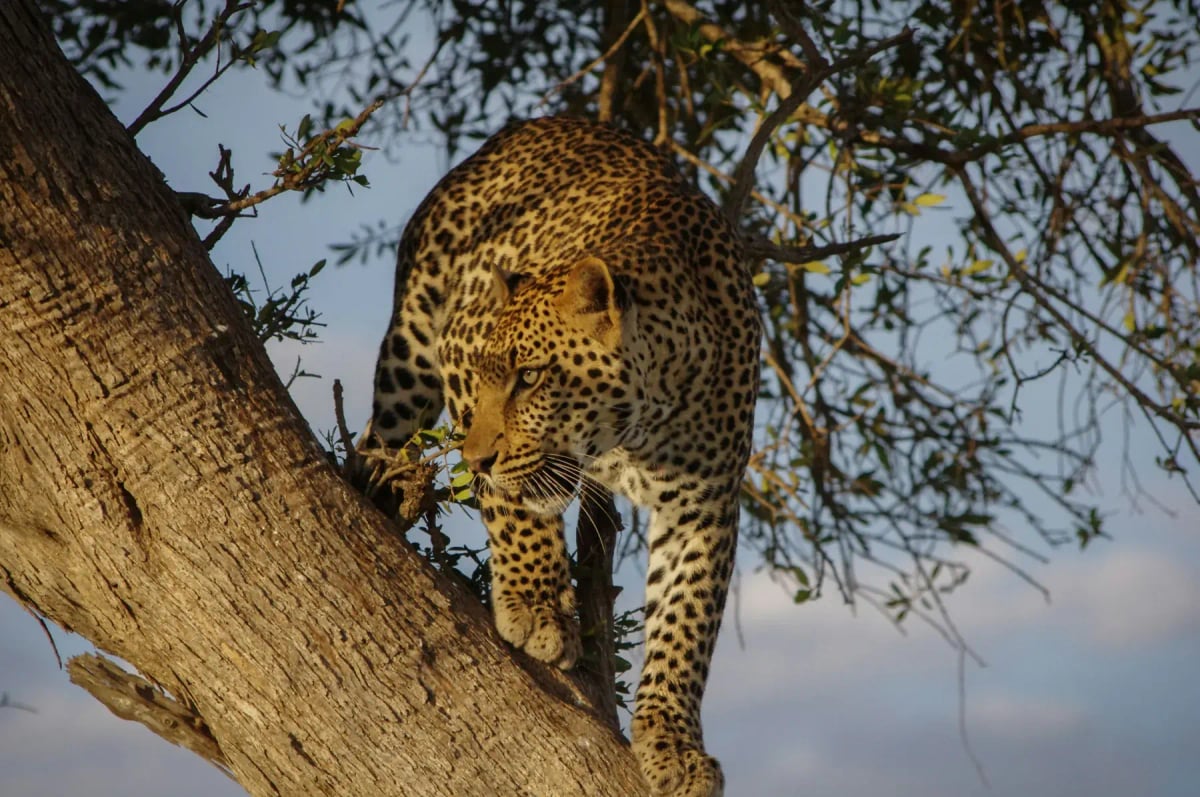 Leopard in the wild