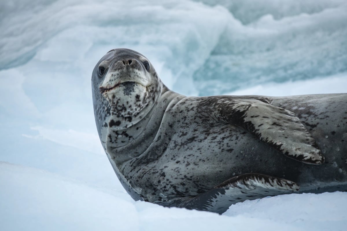 Leopard Seal