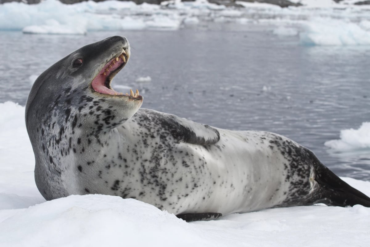 Photo by pilipenkoD on iStock Leopard Seal in the wild