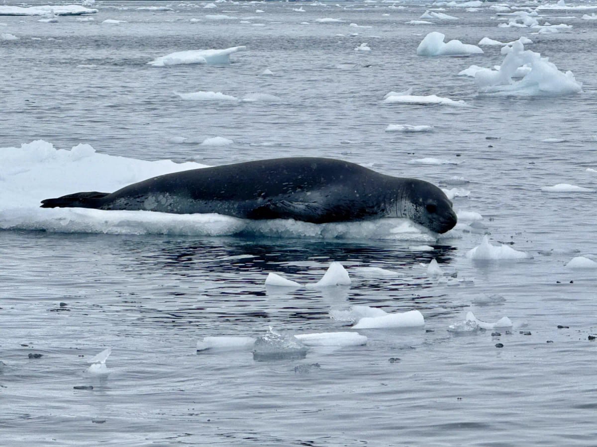 Leopard Seal in the wild