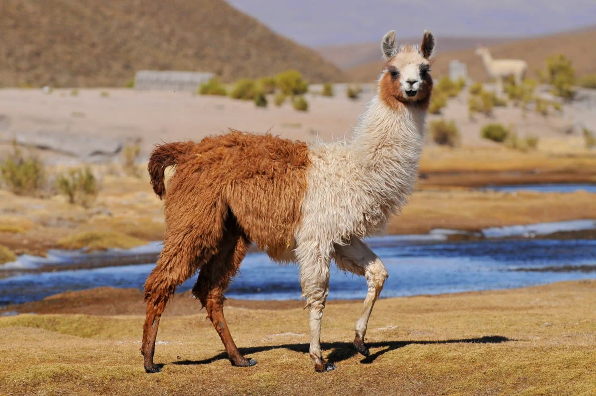 Llama
