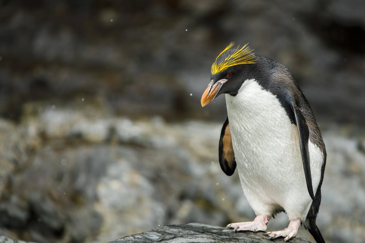 Macaroni Penguin
