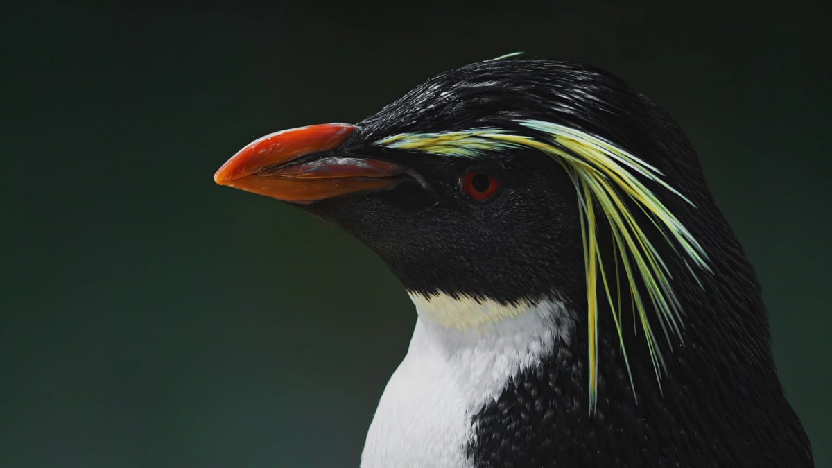 Photo by Stanislav Stelmakhovich on iStock Macaroni Penguin in the wild