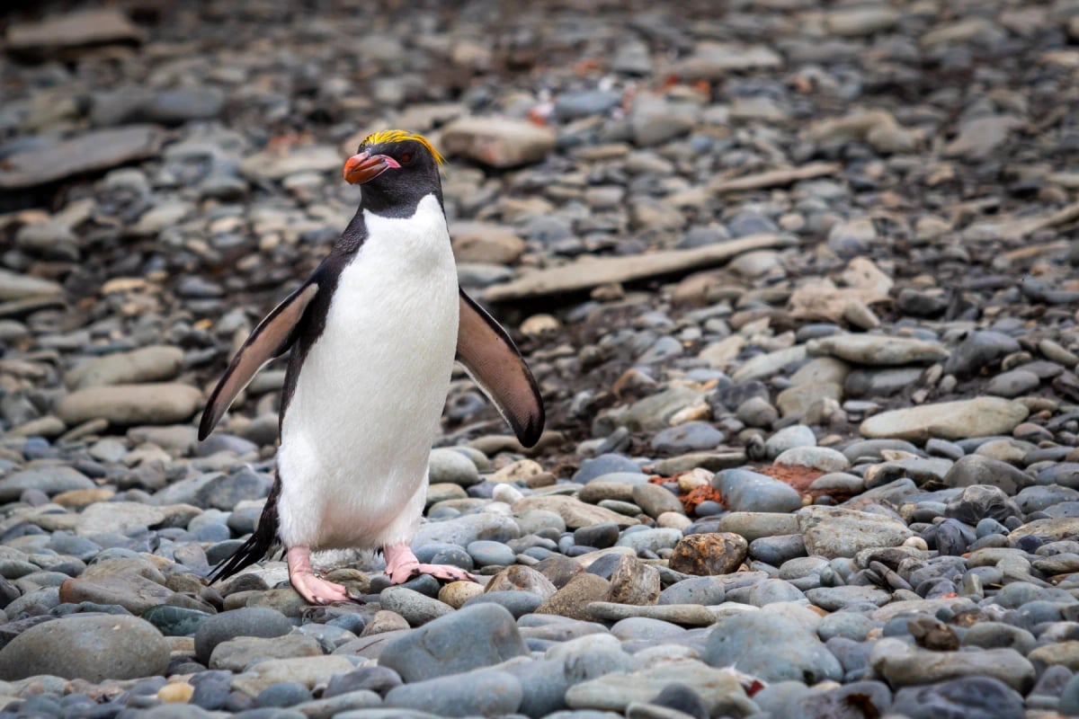 Macaroni Penguin in the wild