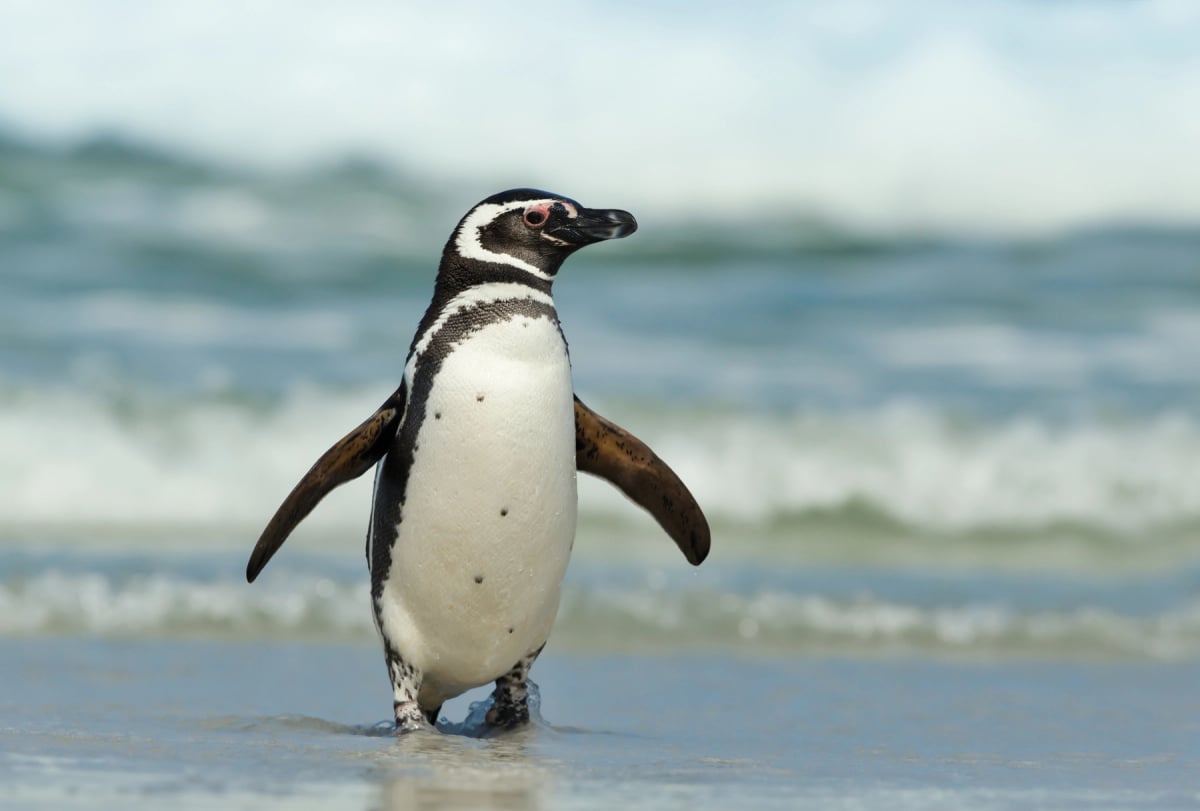 Magellanic Penguin