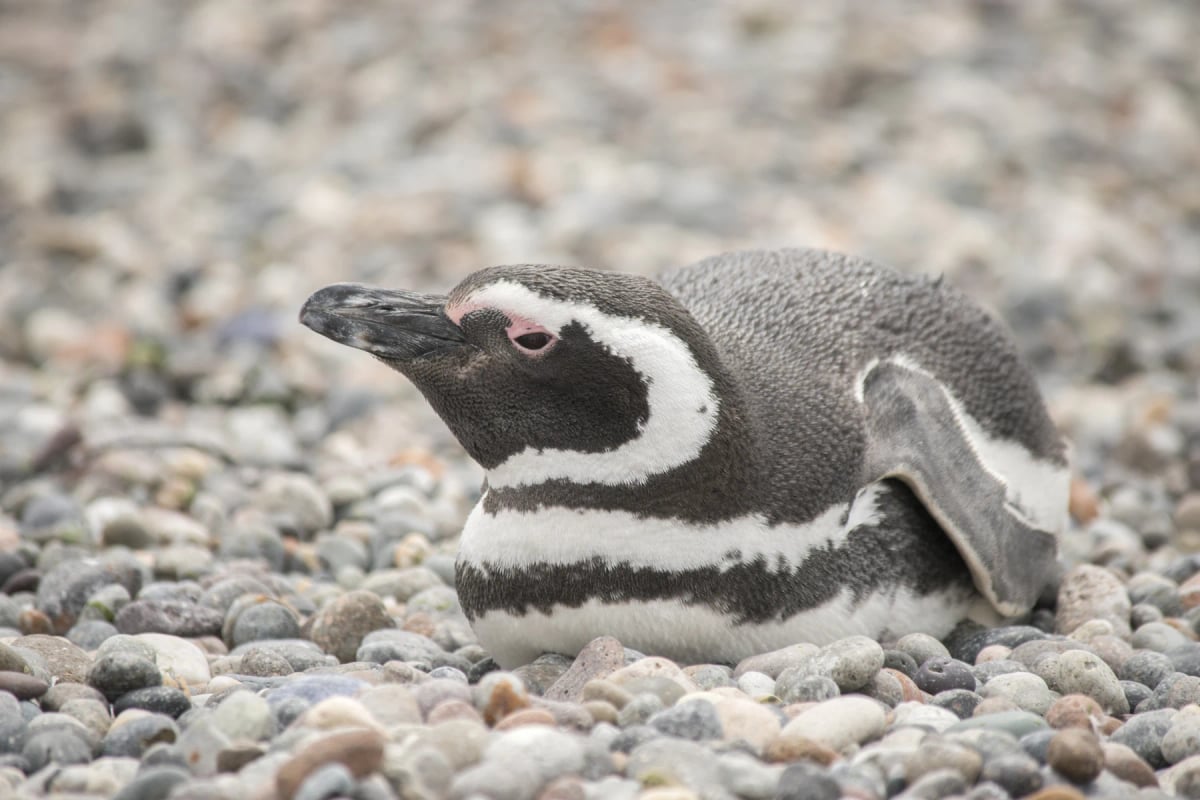 Photo by tc2412 on iStock Magellanic Penguin in the wild