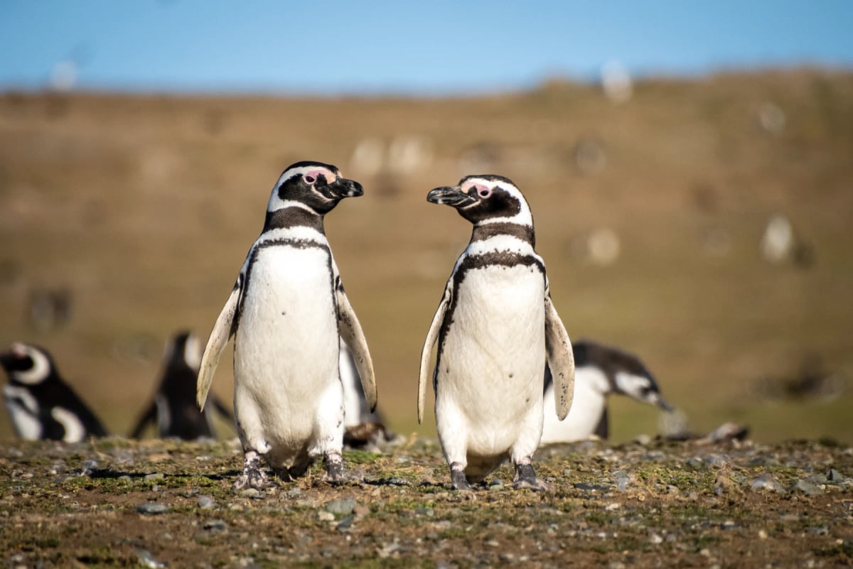 Magellanic Penguin in the wild