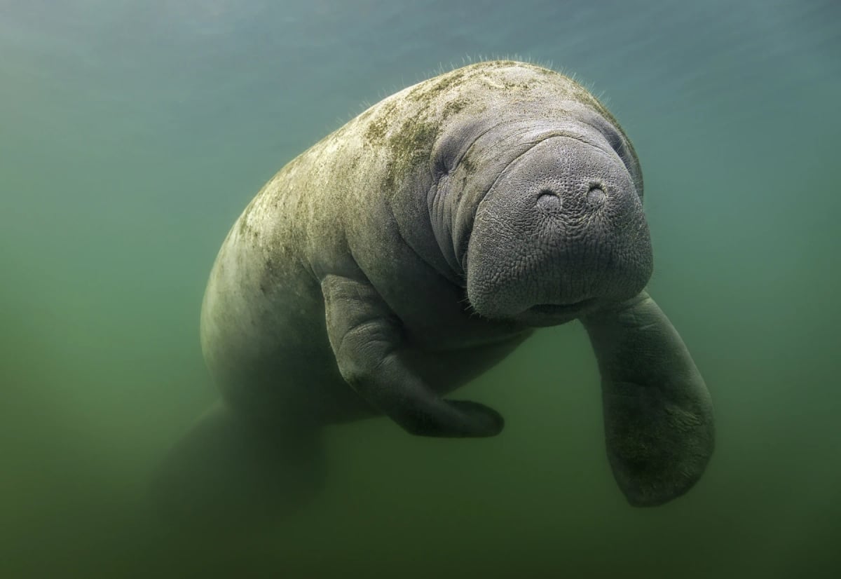 Manatee