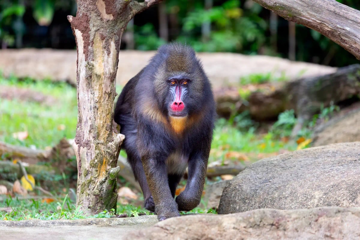 Mandrill