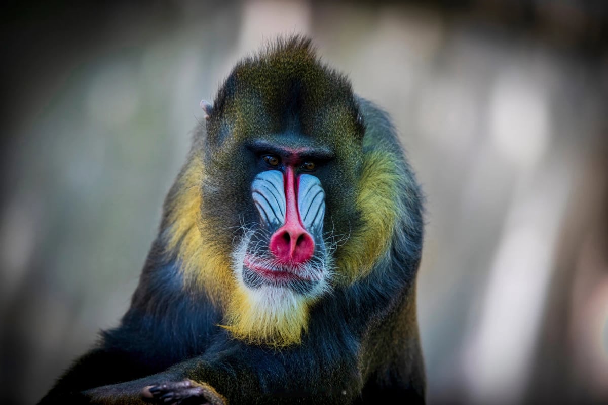 Photo by Christopher Sanders on iStock Mandrill in the wild