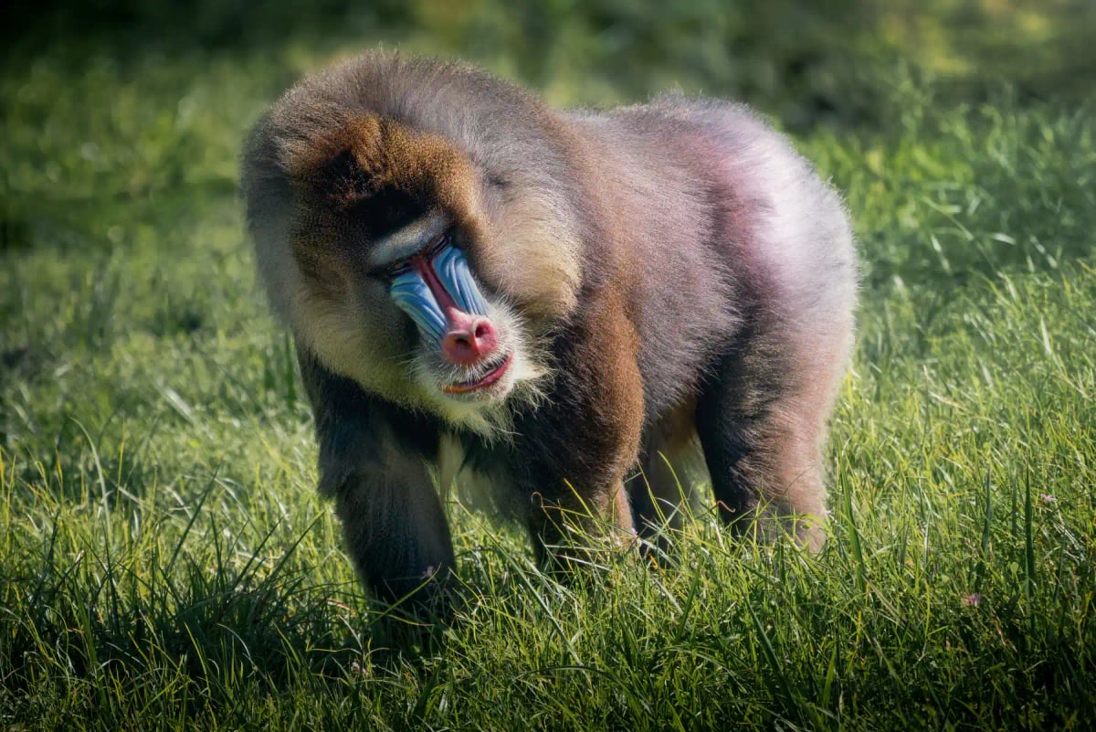 Mandrill in the wild
