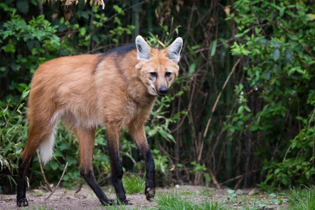 Photo by Cloudtail_the_Snow_Leopard on iStock Maned Wolf in the wild