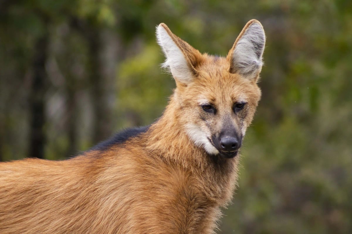 Maned Wolf in the wild