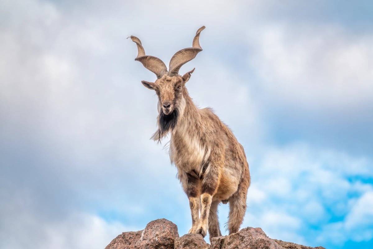 Photo by Dmitry Potashkin on iStock Markhor in the wild