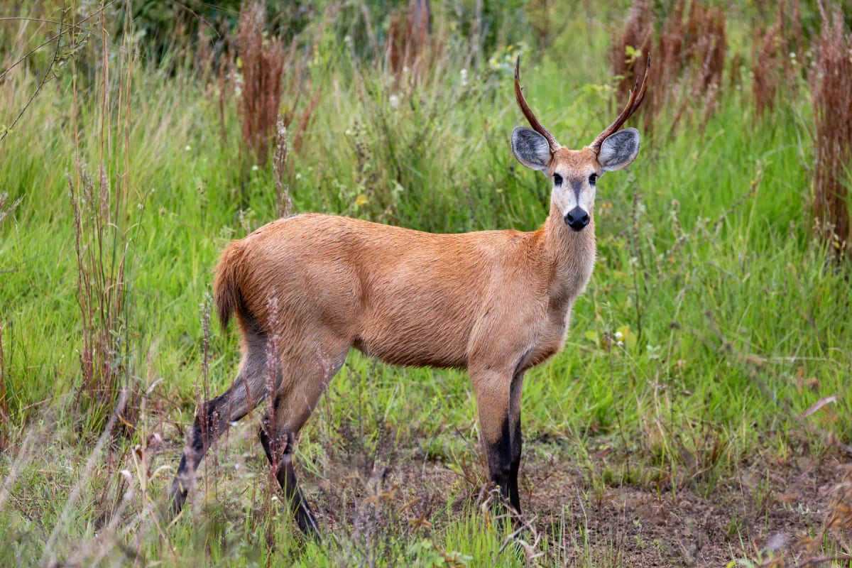Marsh Deer