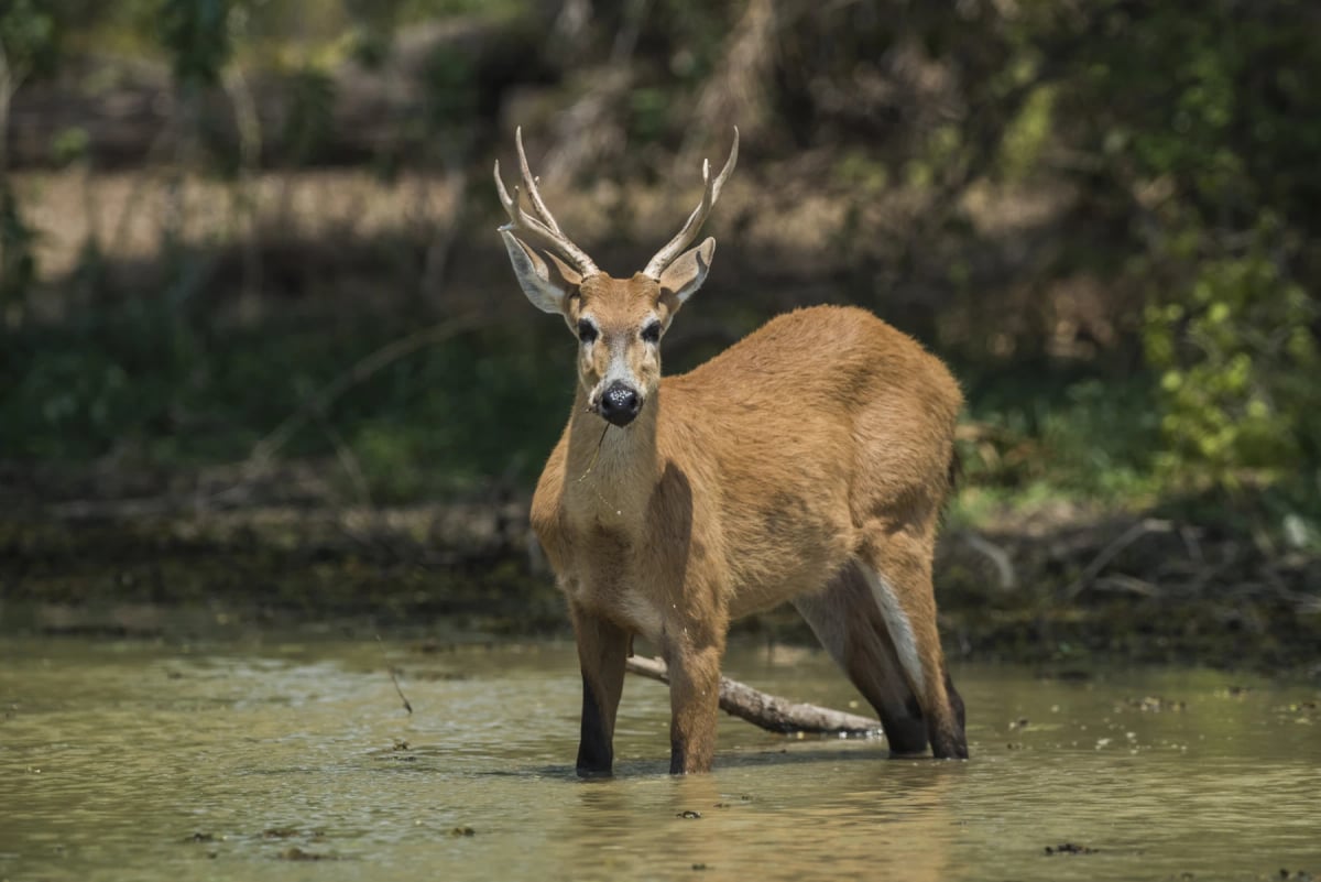 Photo by Foto4440 on iStock Marsh Deer in the wild