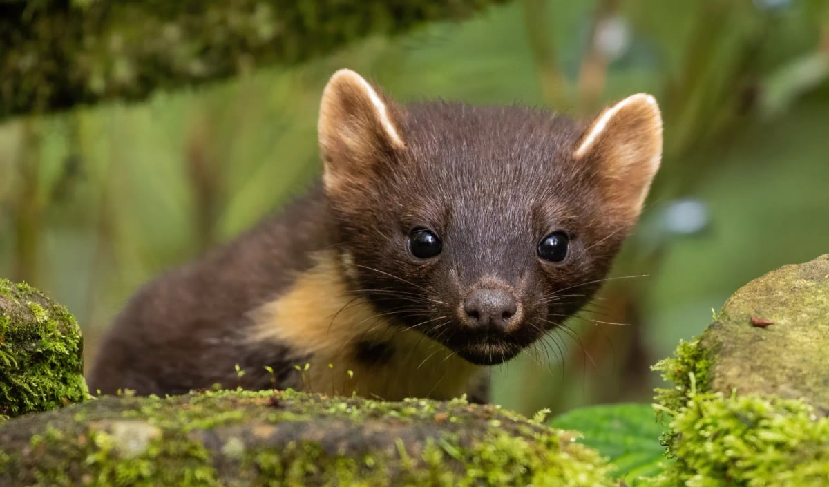 Photo by David O'Brien on iStock Marten in the wild