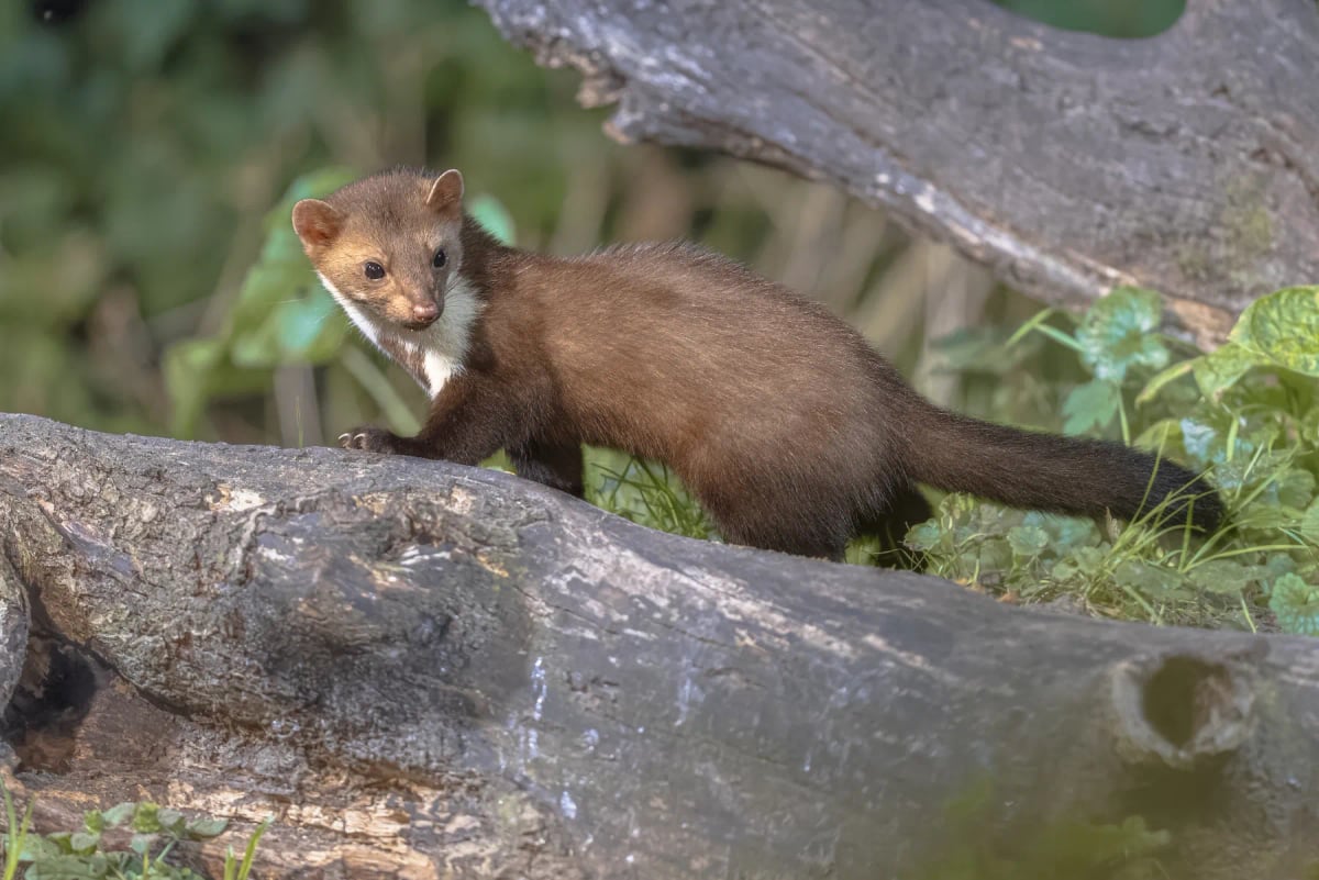 Marten in the wild
