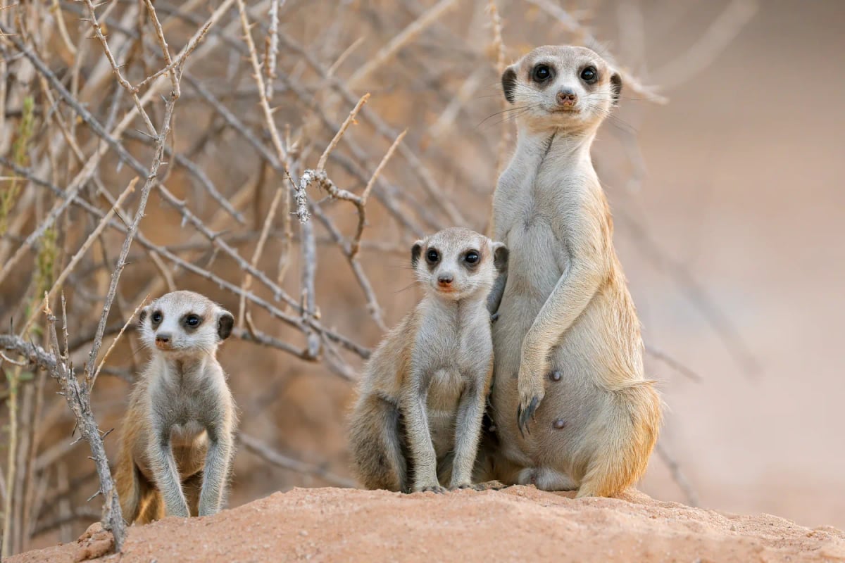 Meerkat