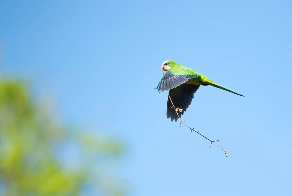 Photo by Dgwildlife on iStock Monk Parakeet in the wild