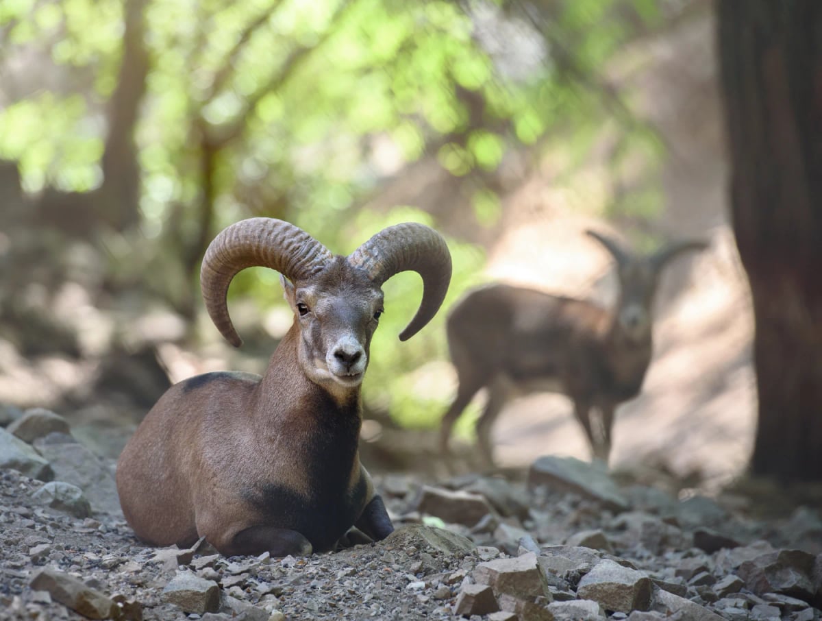 Photo by photomaru on iStock Mouflon in the wild