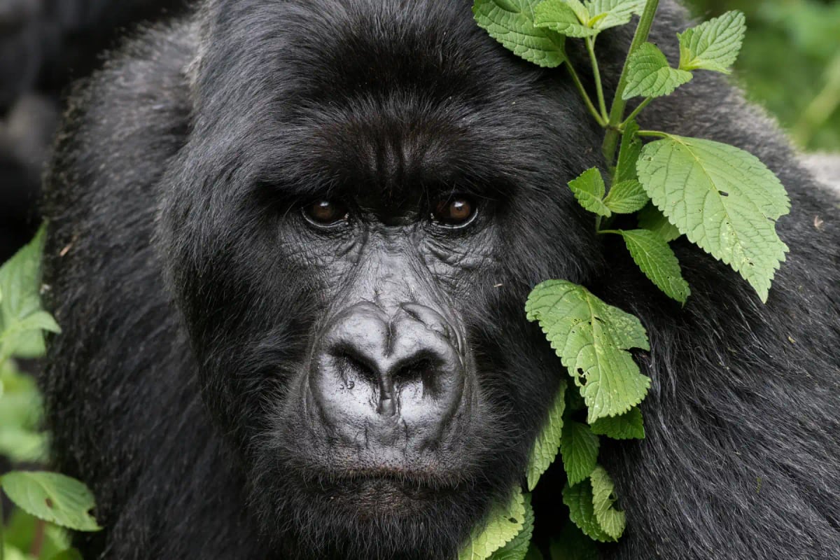 Photo by apagnillo on iStock Mountain Gorilla in the wild