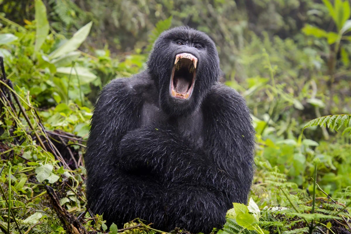 Mountain Gorilla in the wild