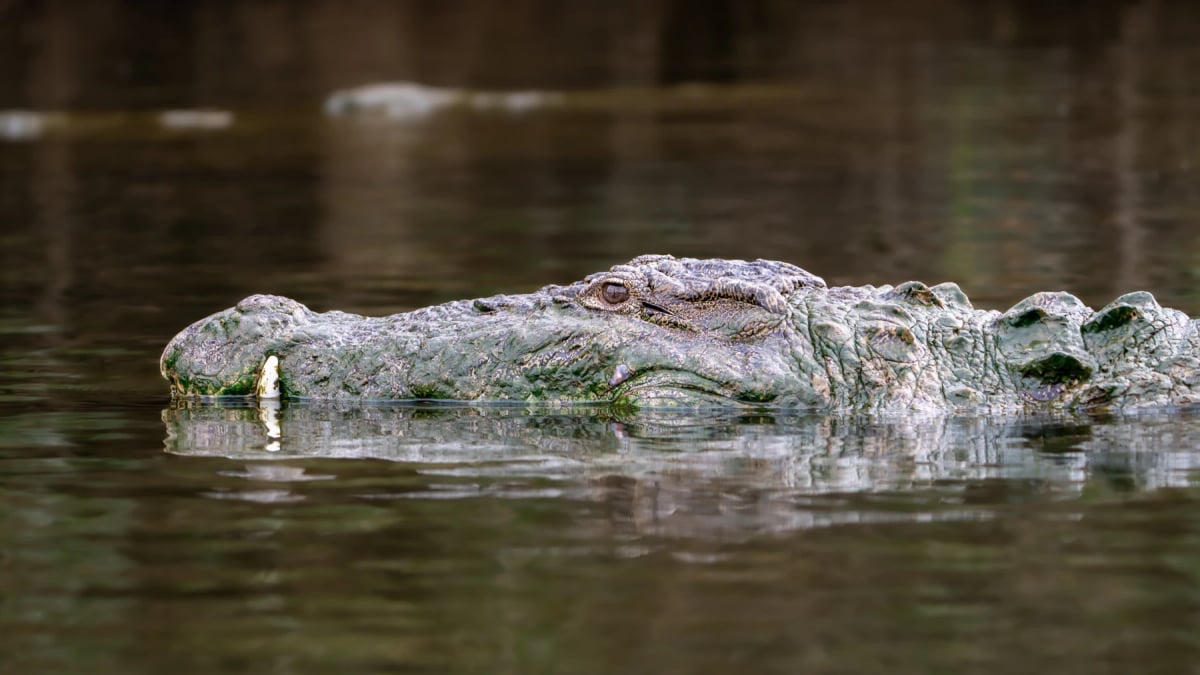 Photo by Banu R on iStock Mugger Crocodile in the wild